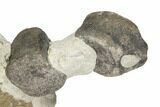 Hadrosaur (Hypacrosaur) Vertebrae In Situ - Montana #192744-5